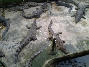 Crocodilus Mindorensis